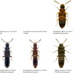 18_Staphylinidae_Aleocharinae 5