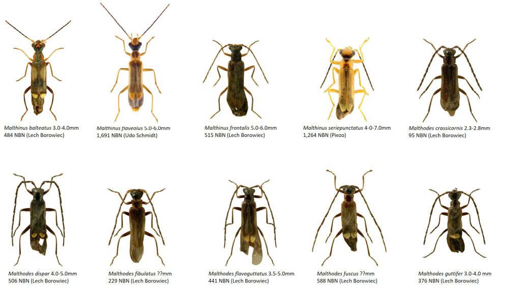 Saproxylic beetles - Dr. Ross Piper