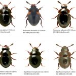 5_Leiodidae-1-2