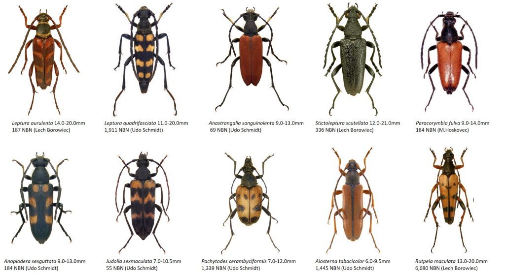 Saproxylic beetles - Dr. Ross Piper