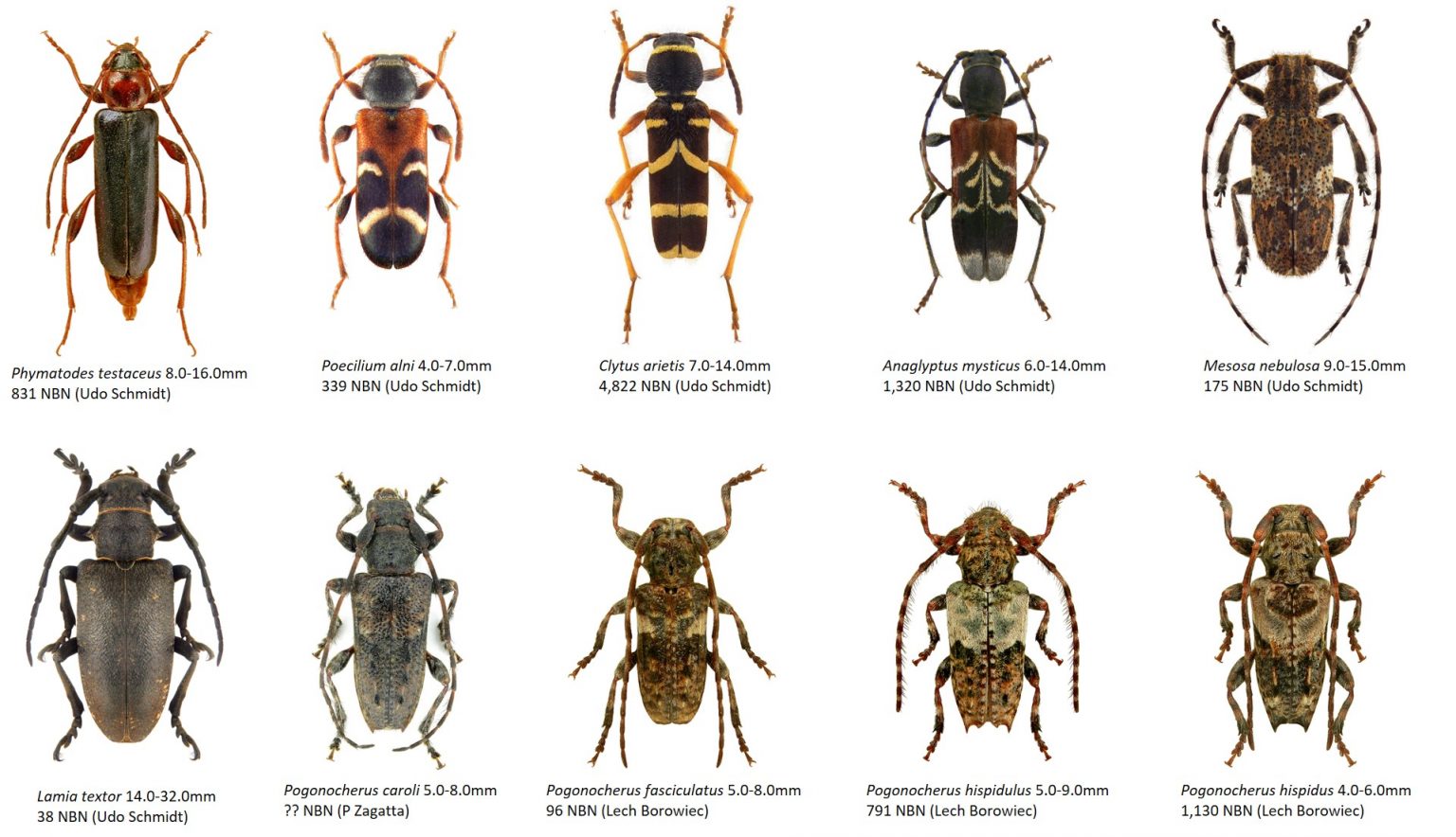 Saproxylic beetles - Dr. Ross Piper