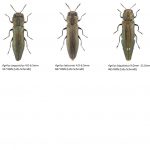 Buprestidae