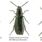 Dasytidae
