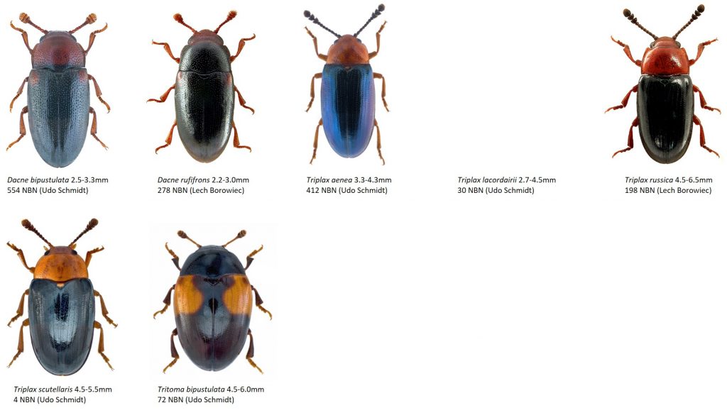 Saproxylic beetles - Dr. Ross Piper