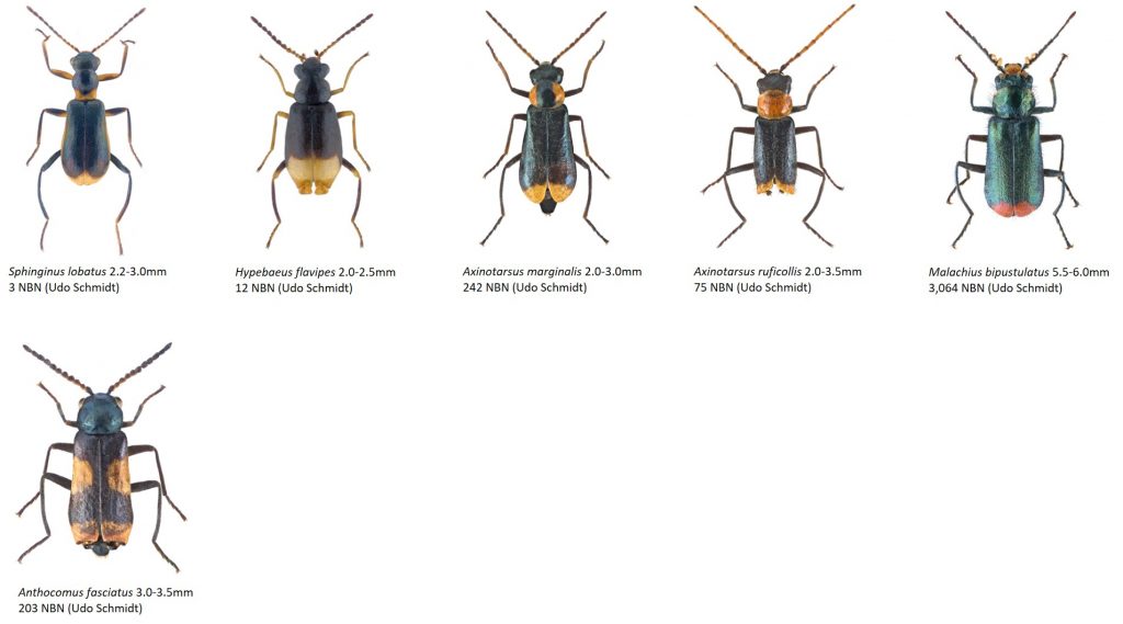 Saproxylic beetles - Dr. Ross Piper