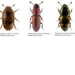 Nitidulidae-3