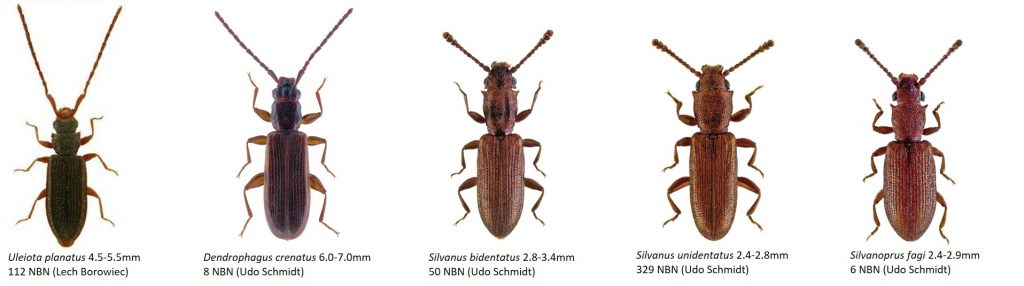 Saproxylic beetles - Dr. Ross Piper