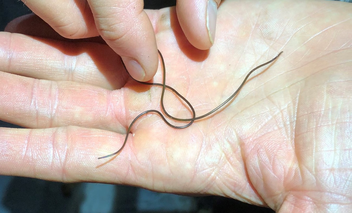 New Horsehair Worm from Peru - Dr. Ross Piper