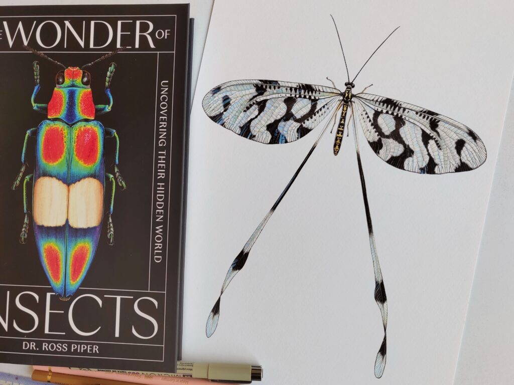 Illustration of a Spoon-winged Lacewing by Carim Nahaboo from Ross Piper's new book, The Wonder of Insects.