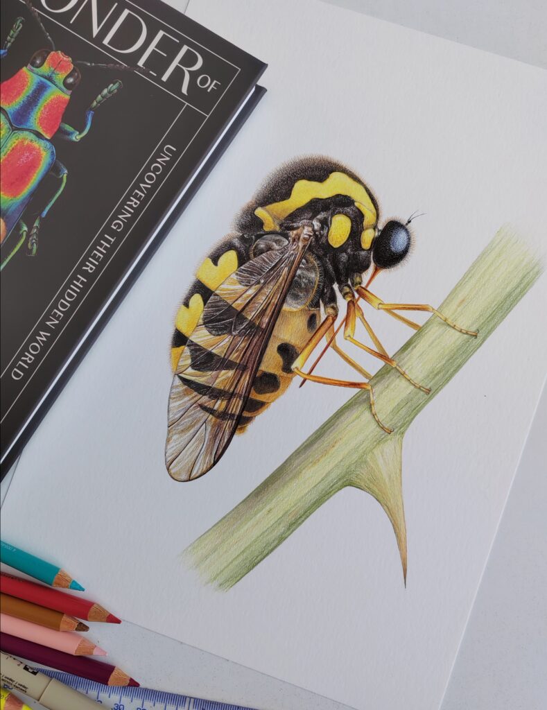 Illustration of Small-headed Fly from Ross Piper's new book, The Wonder of Insects.