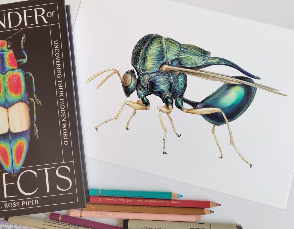 Illustration by Carim Nahaboo showing one of the buffalo wasps (Kapala sp.)